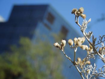 Low angle view of flowering plant against sky