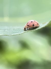 Close-up of ladybug on leaf