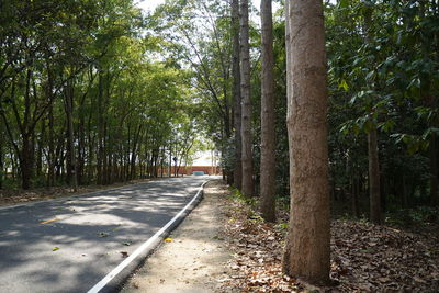 Road amidst trees in forest