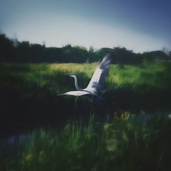 View of a horse on field