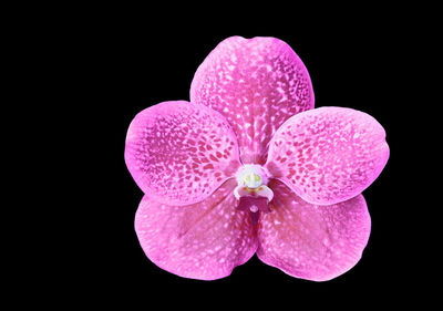 Close-up of pink orchid against black background