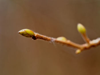 Close-up of plant