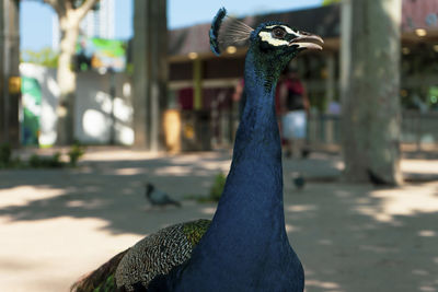 Close-up portrait of a peacock