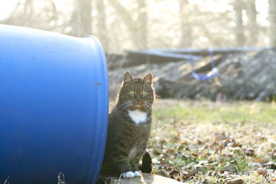 Portrait of a cat on field