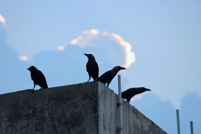 Low angle view of birds perching on the sky