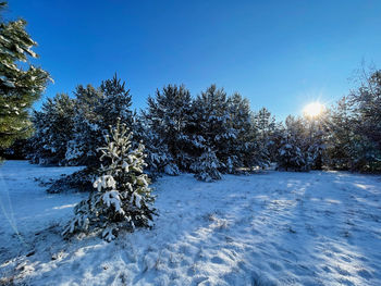 Snow covered tree against clear blue sky