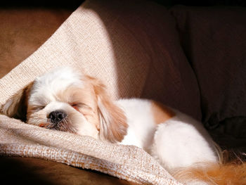 Close-up of dog sleeping