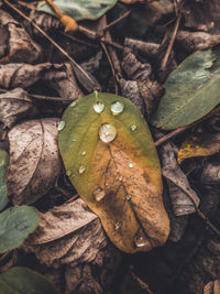 Close-up of water drops on dry leaves