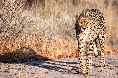 View of a cat walking