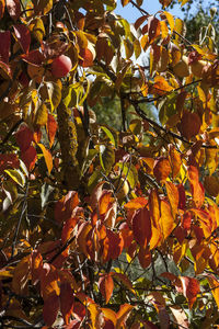 Close-up of orange fruits on tree