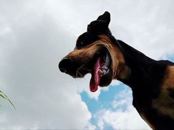 Low angle view of a dog