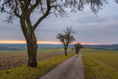 Trees on field against sky