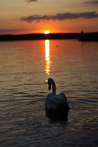 Swan swimming in lake during sunset