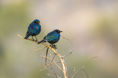 Close-up of bird perching on branch