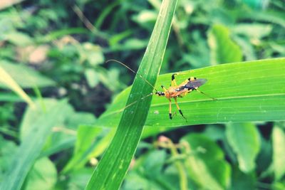 Close-up of insect on plant