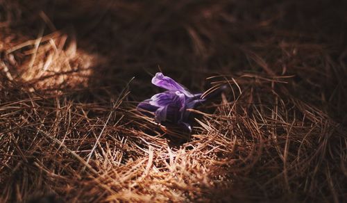 Close-up of purple flower