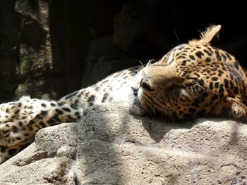 Cat lying on sand