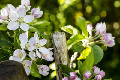 Close-up of flowering plant