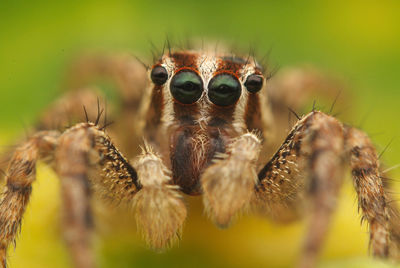 Close-up of spider