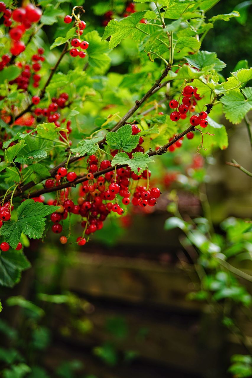 fruit, red, growth, berry fruit, food and drink, growing, rowanberry, green color, outdoors, nature, no people, leaf, plant, day, focus on foreground, beauty in nature, food, tree, freshness, healthy eating, branch, close-up