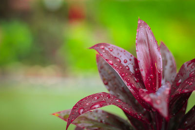 Close-up of water drops on leaf