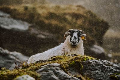 Close-up of sheep