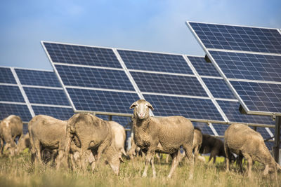 Flock of sheep on grassy field by solar panels 