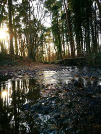 Reflection of trees in water against sky