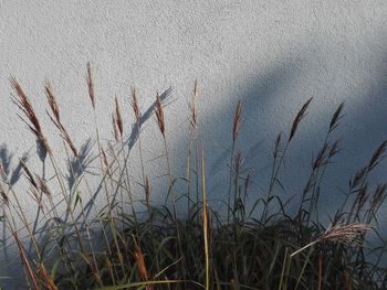 Close-up of stalks in field against sky