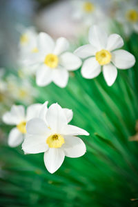 Close-up of white flowers