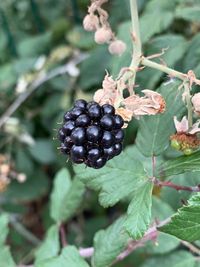 Close-up of berries growing on tree