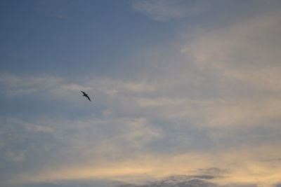 Low angle view of silhouette bird flying against sky