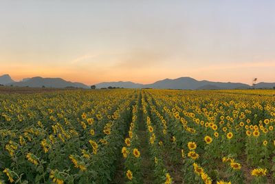 Scenic view of yellow flower field against sky during sunset