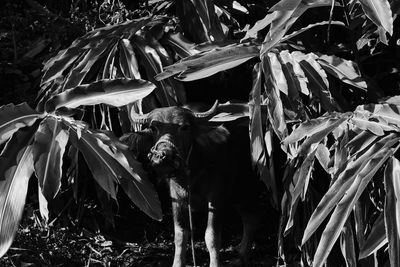 View of an animal on field