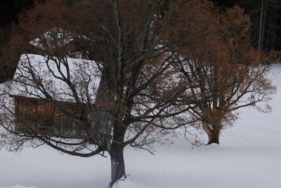 Bare tree by lake against sky