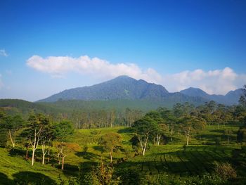 Scenic view of vineyard against sky