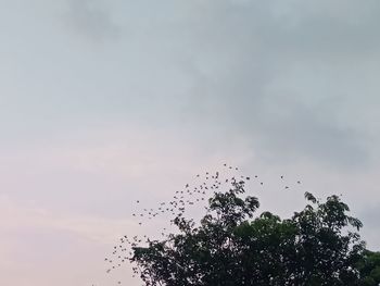 Low angle view of birds on tree against sky