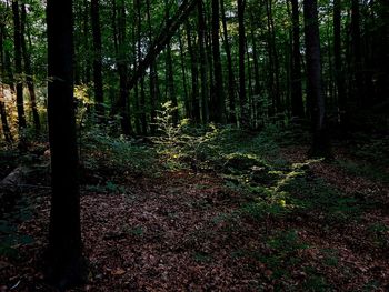 Plants and trees in forest