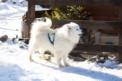 White dog standing on snow