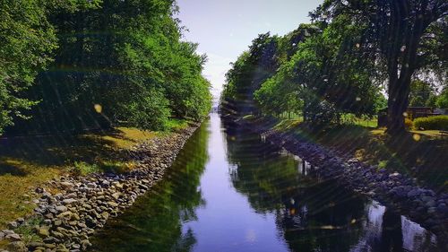 Reflection of trees on water in forest against sky