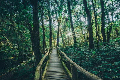 Footpath amidst trees in forest