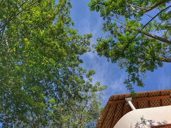 Low angle view of trees and building against sky