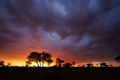 Silhouette trees against dramatic sky during sunset