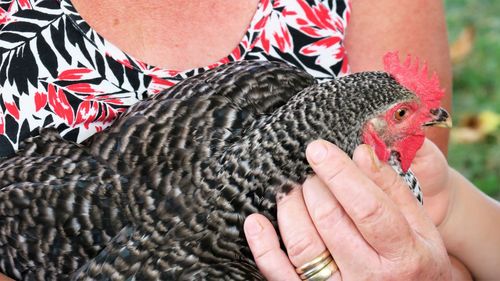 Close-up of hand holding bird