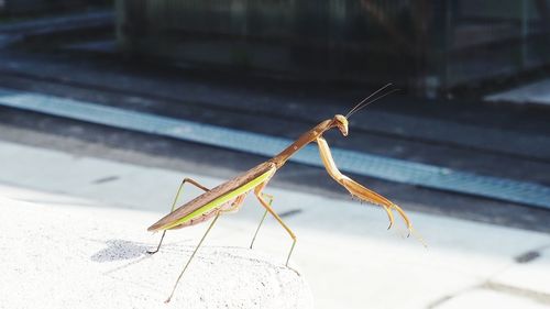 Close-up of insect on metal