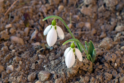 Close-up of white flowering plant