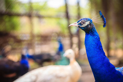 Close-up of a peacock