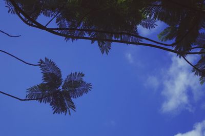 Low angle view of trees against blue sky