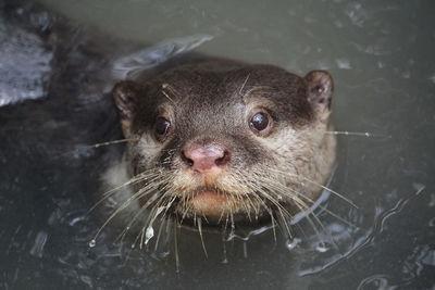 Close-up of bear in lake