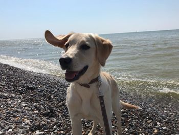 Dog on beach